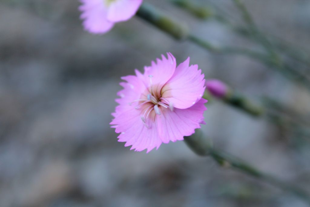 Dianthus sylvestris